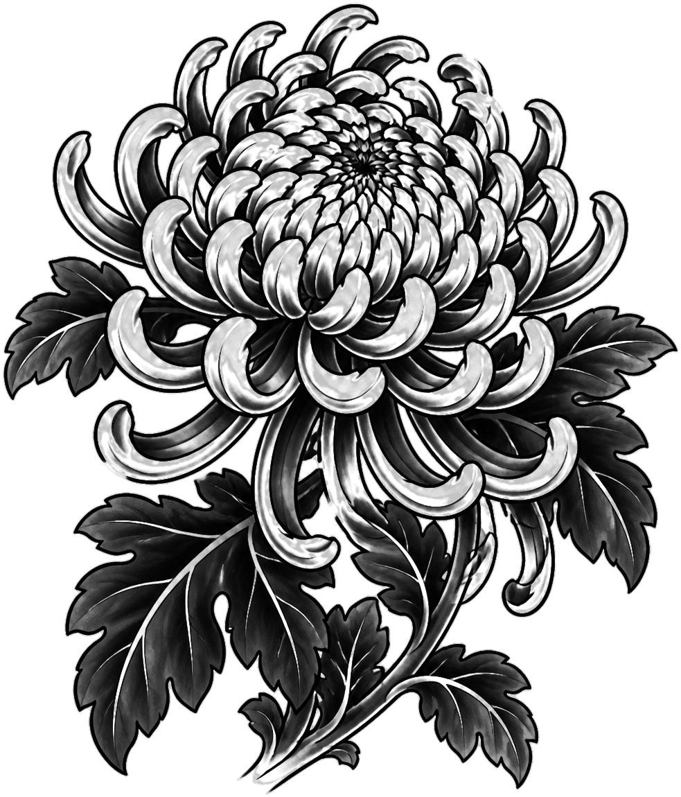 Kiku Chrysanthemum