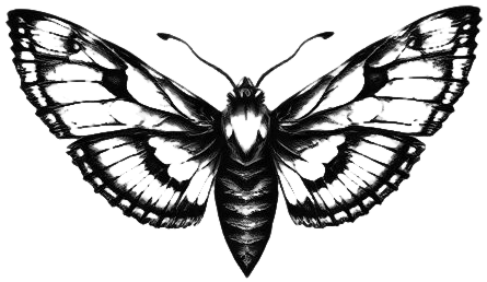 Death's-Head Moth